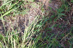 Paspalum laeve