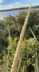 Ammophila breviligulata