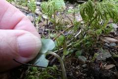 Corybas