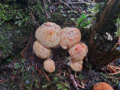 Cortinarius rubicundulus