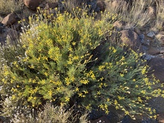 Euryops
