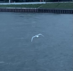 Chroicocephalus ridibundus