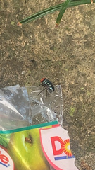 Chrysomya megacephala