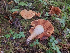 Cortinarius rubicundulus