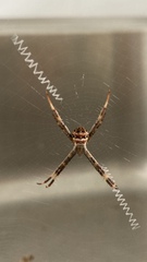 Argiope aetherea
