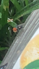 Chrysomya megacephala