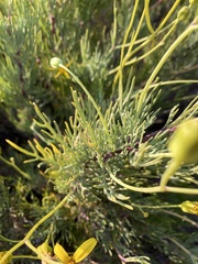 Euryops