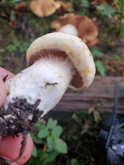 Cortinarius rubicundulus
