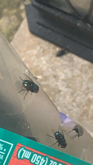 Chrysomya megacephala