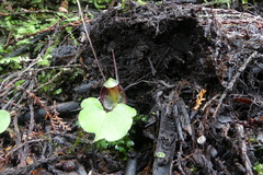 Corybas