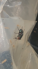 Chrysomya megacephala