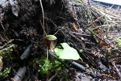 Corybas