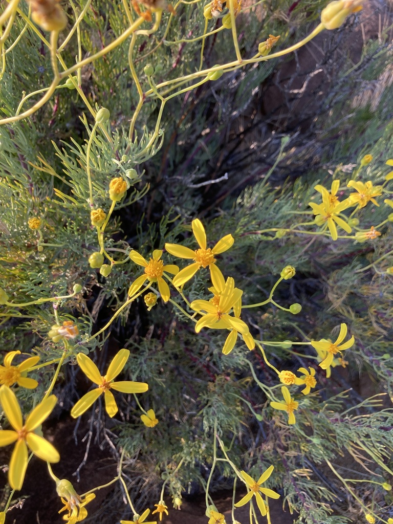 Othonna pavonia