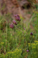 Verbena bonariensis