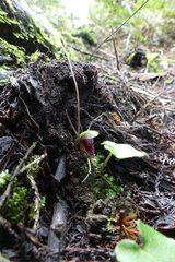 Corybas