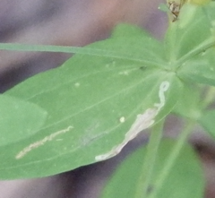 Caloptilia hypericella