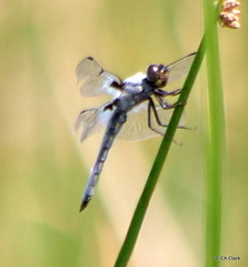 Libellula nodisticta