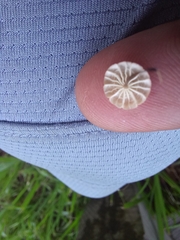 Marasmius siccus