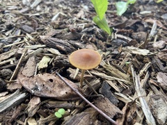 Pholiotina rugosa