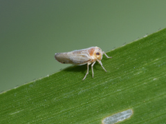 Omolicna