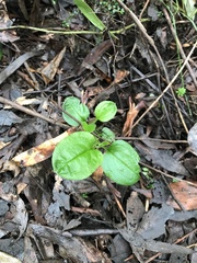 Hackelia latifolia