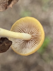 Pholiotina rugosa