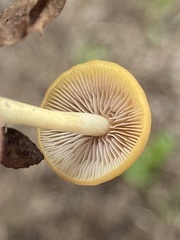 Pholiotina rugosa