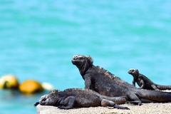 Amblyrhynchus cristatus