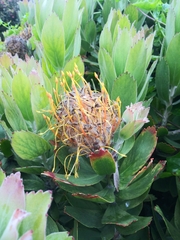 Leucospermum × hybridum