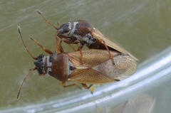 Cymus melanocephalus