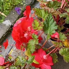Begonia × tuberhybrida