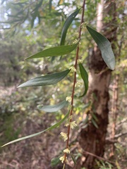 Hakea salicifolia