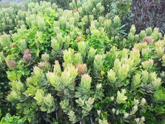 Leucospermum × hybridum