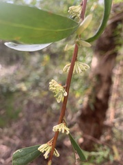 Hakea salicifolia