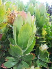 Leucospermum × hybridum