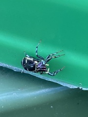 Cosmophasis micarioides