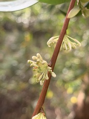 Hakea salicifolia