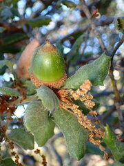 Quercus durata