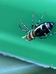 Cosmophasis micarioides