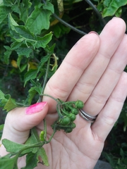Solanum furcatum