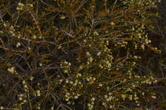 Acacia bidentata