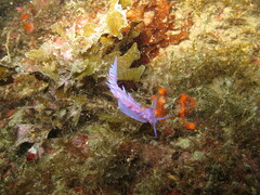 Flabellina affinis