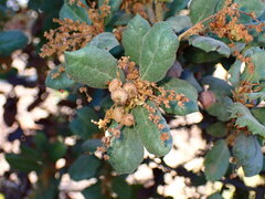 Quercus durata