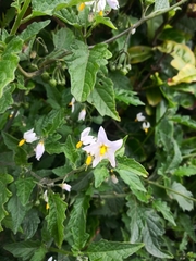 Solanum furcatum