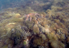 Coscinasterias muricata