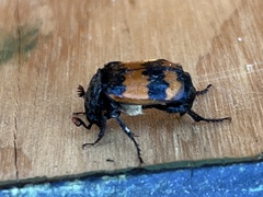 Nicrophorus