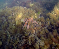 Coscinasterias muricata