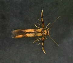 Stathmopoda pedella