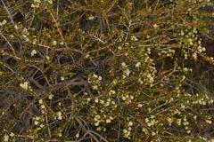 Acacia bidentata