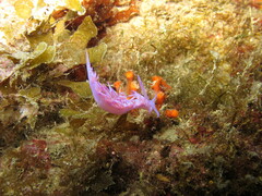 Flabellina affinis